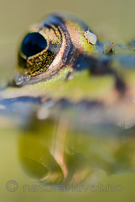 BB 15 0568 / Pelophylax esculentus / Hybridfrosk